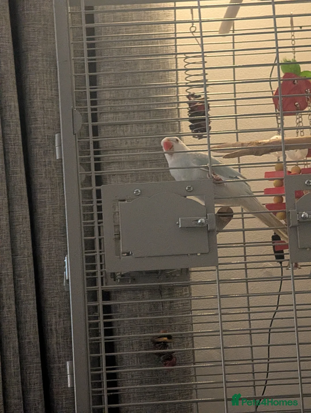 Ringnecks birds for sale: Ringneck Parrot - Lincoln LN6 - Advert 7