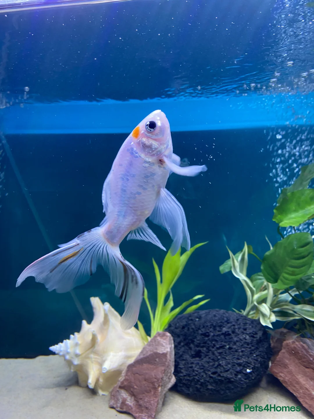 Pond Fish fish for sale: Rehoming a rescue Comet Goldfish  in Todmorden - Advert 1