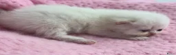 Exotic cats for sale: 3 beautiful quality exotic kittens - Advert 25