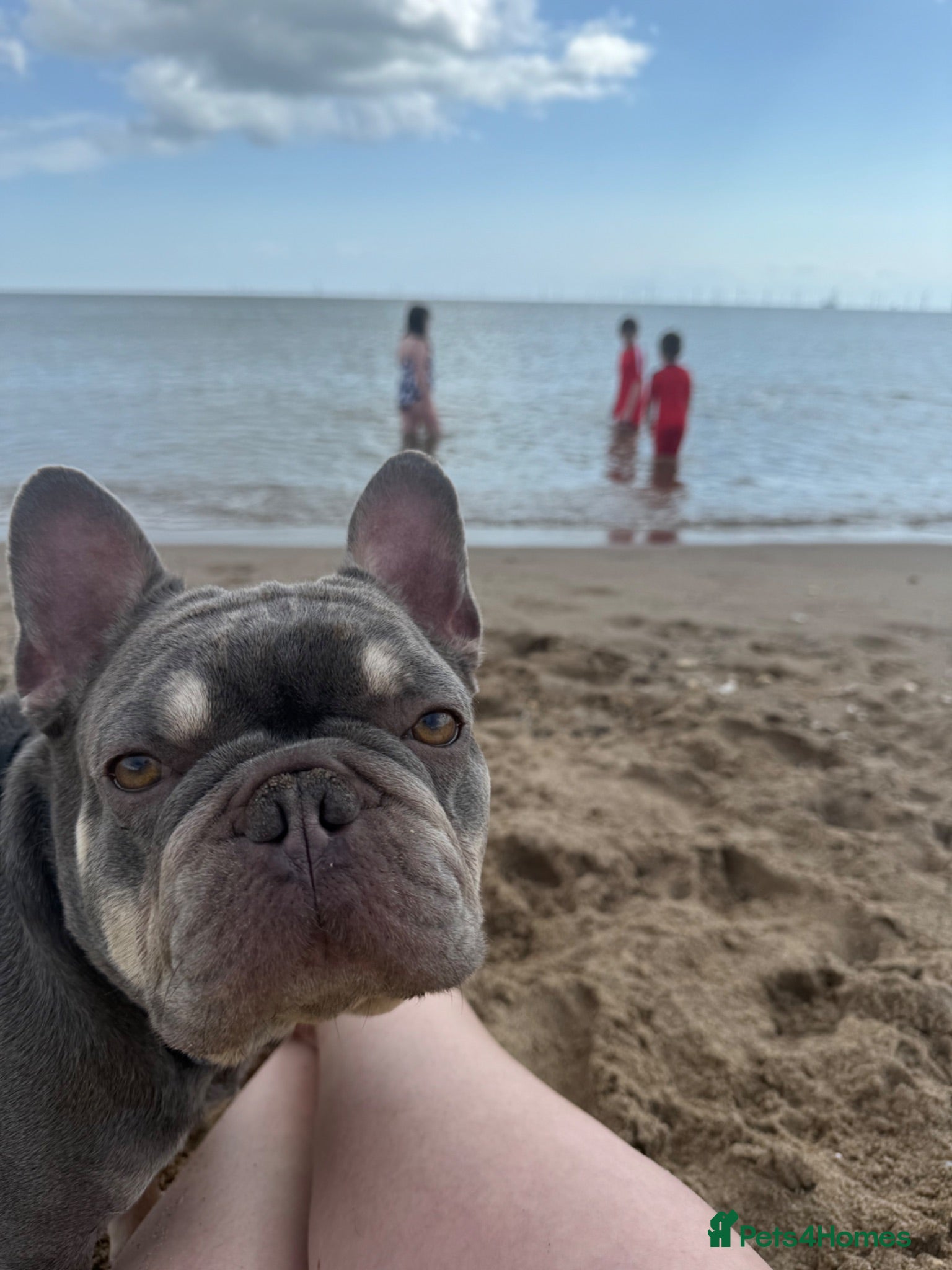 French Bulldog dogs 4 year old boy for sale - Advert 1