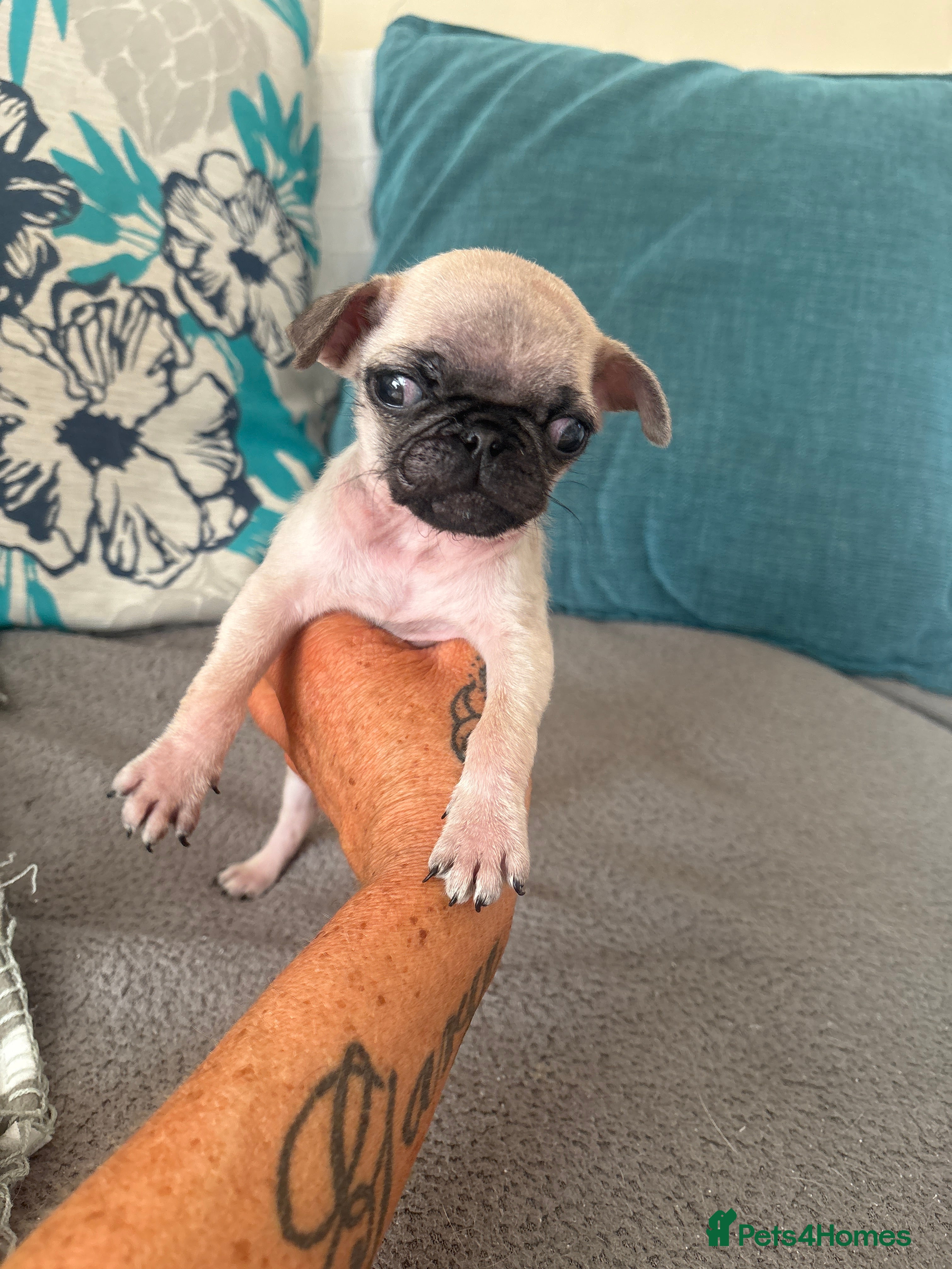 Pug dogs Gorgeous wee boy and girl pups - Advert 2