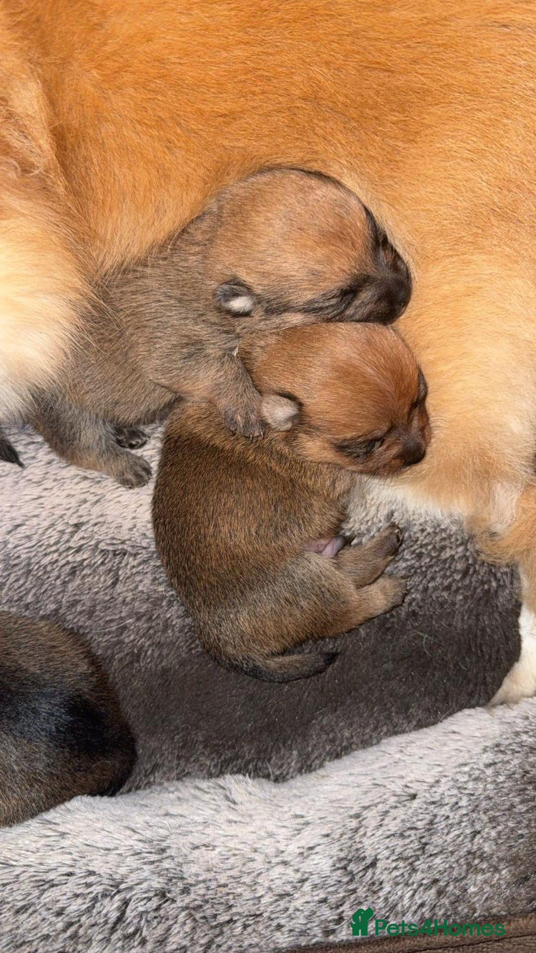 Mixed Breed dogs for sale: Jackaranian puppies - Advert 10