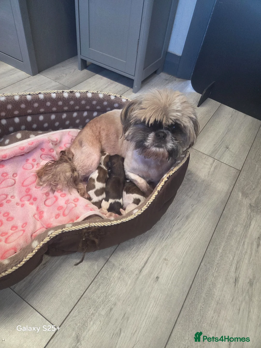 Cava Tzu dogs for sale: READY NOW stunning puppies  - Advert 2