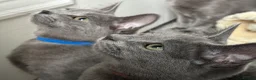 Russian Blue cats for sale: Russian Blue Kittens  - Advert 11
