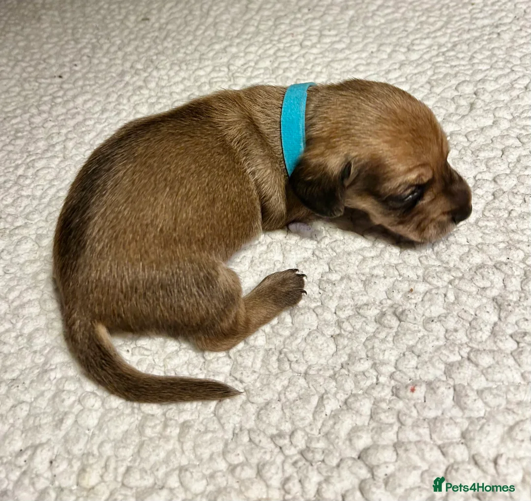 Miniature Dachshund dogs for sale: KC registered litter of mini dachshund puppies  - Advert 16