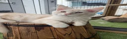 Maine Coon cats for sale: READY TO LEAVE Tica registered Maine Coons  - Advert 9