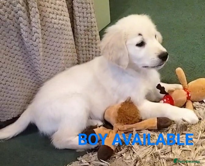 Golden Retriever dogs GOLDEN RETRIEVER PUPS - Advert 3