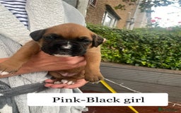 Boxer dogs for sale: Bunch of Boxer Babies - Image 27