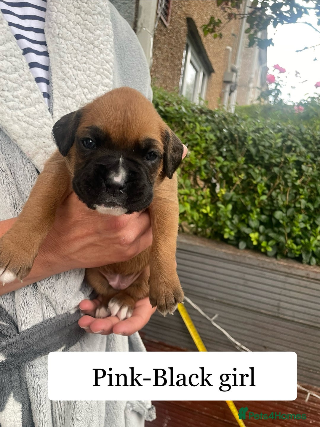 Boxer dogs for sale: Bunch of Boxer Babies - Image 27