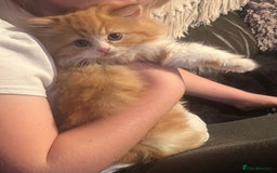 RagaMuffin cats for sale: Gorgeous long haired female  - Image 9