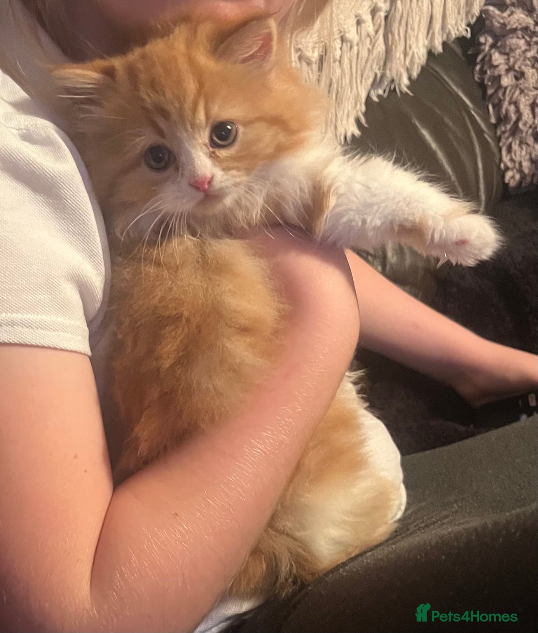 RagaMuffin cats for sale: Gorgeous long haired female  - Image 9