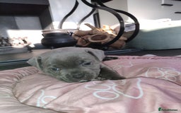 Staffordshire Bull Terrier dogs for sale: Blue Staffie Pups - Image 5