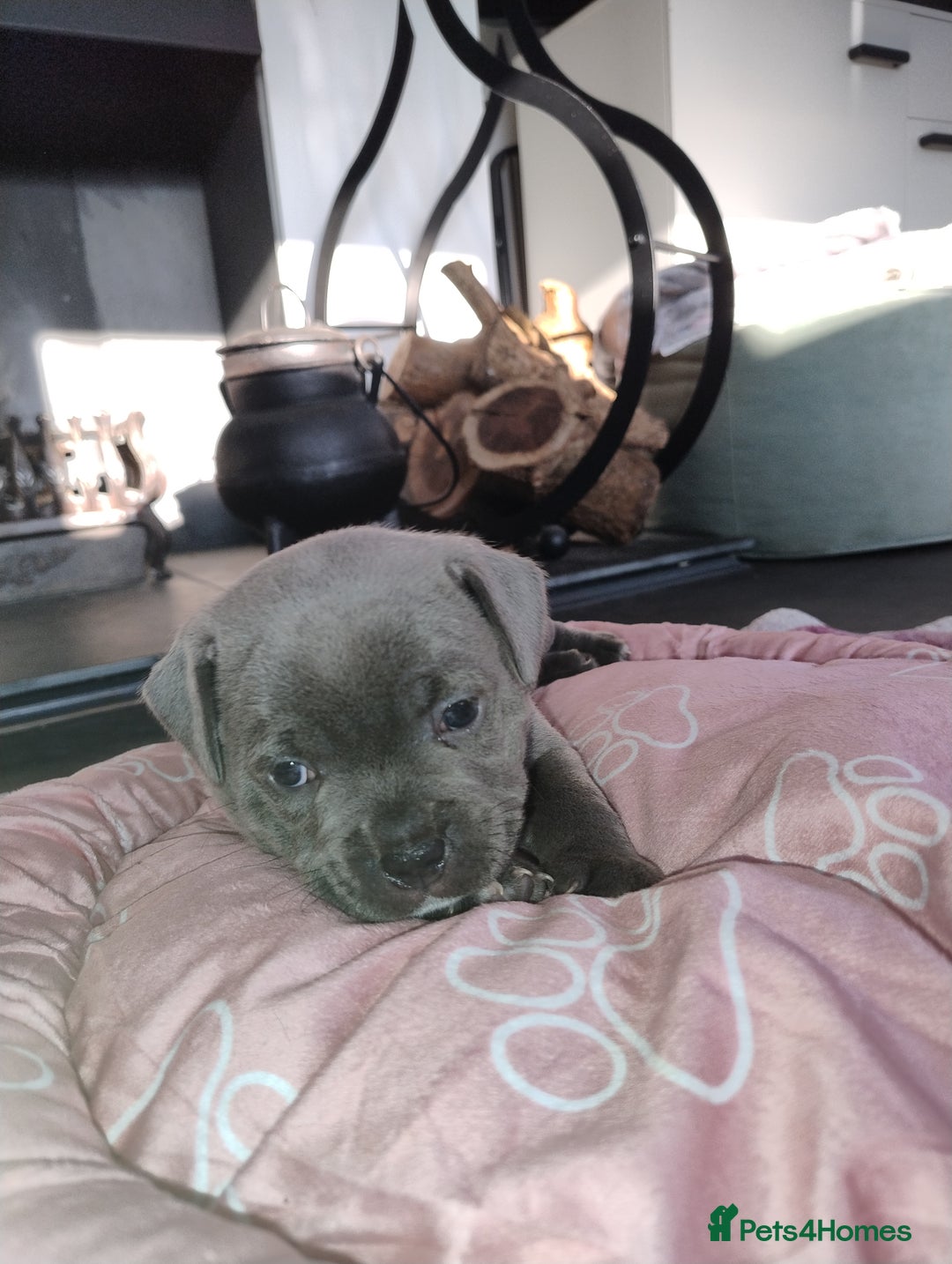 Staffordshire Bull Terrier dogs for sale: Blue Staffie Pups - Image 5