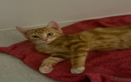 Domestic Shorthair cats for sale: Adorable Male Kitten Looking for Forever Home  - Image 2