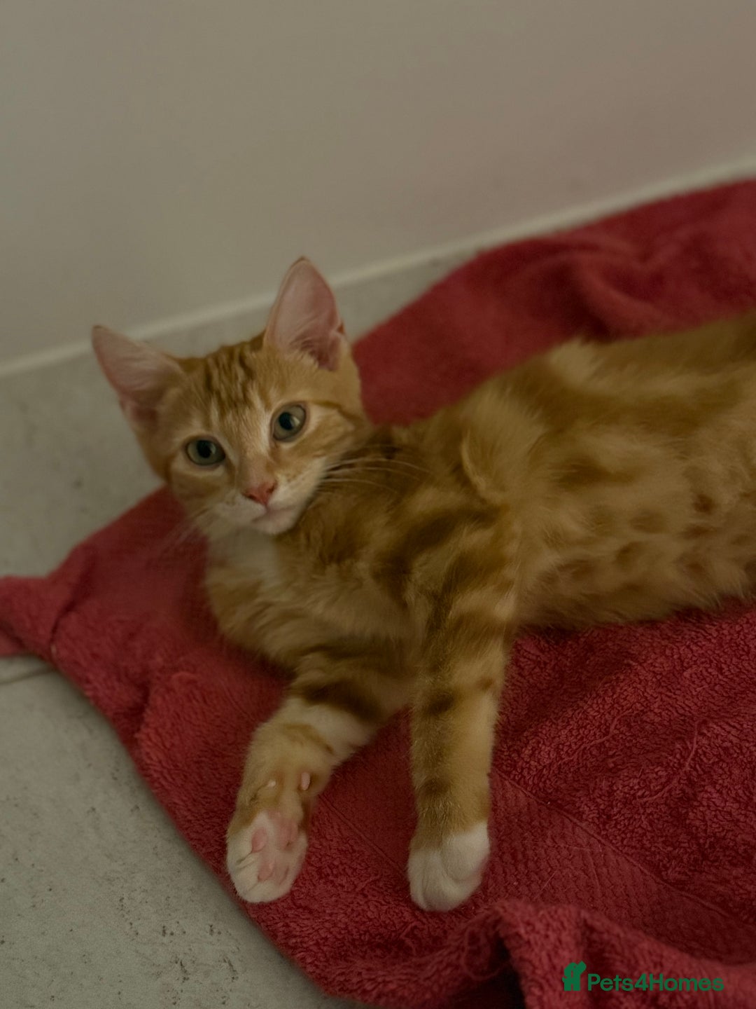 Domestic Shorthair cats for sale: Adorable Male Kitten Looking for Forever Home  - Image 2