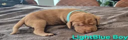 Hungarian Vizsla dogs for sale: Hungarian Wirehaired Vizsla - Advert 8