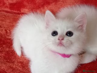 British Shorthair cats British shorthair Ragdoll mix - Advert 15