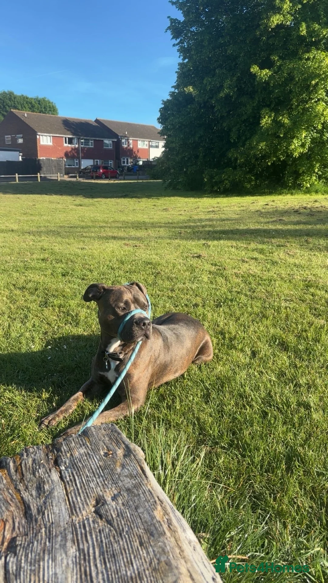 Mixed Breed dogs for sale: Koa is a staffy cross  - Advert 2