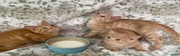 Mixed Breed cats for sale: Fluffy cream ginger girls  mixed with BSH kittens  - Advert 14