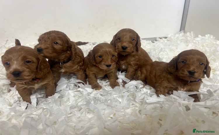 Cockapoo dogs - Advert 9