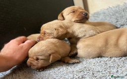 Labrador Retriever dogs for sale: Health Tested Working Labradors  - Image 6