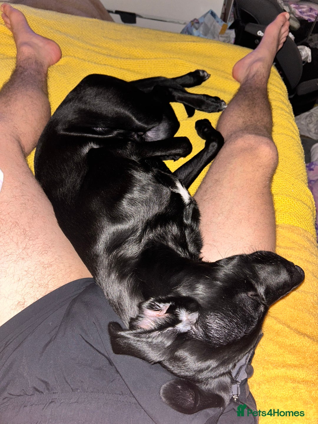 Borador dogs for sale: Labrador/Border Collie Puppy - Advert 6