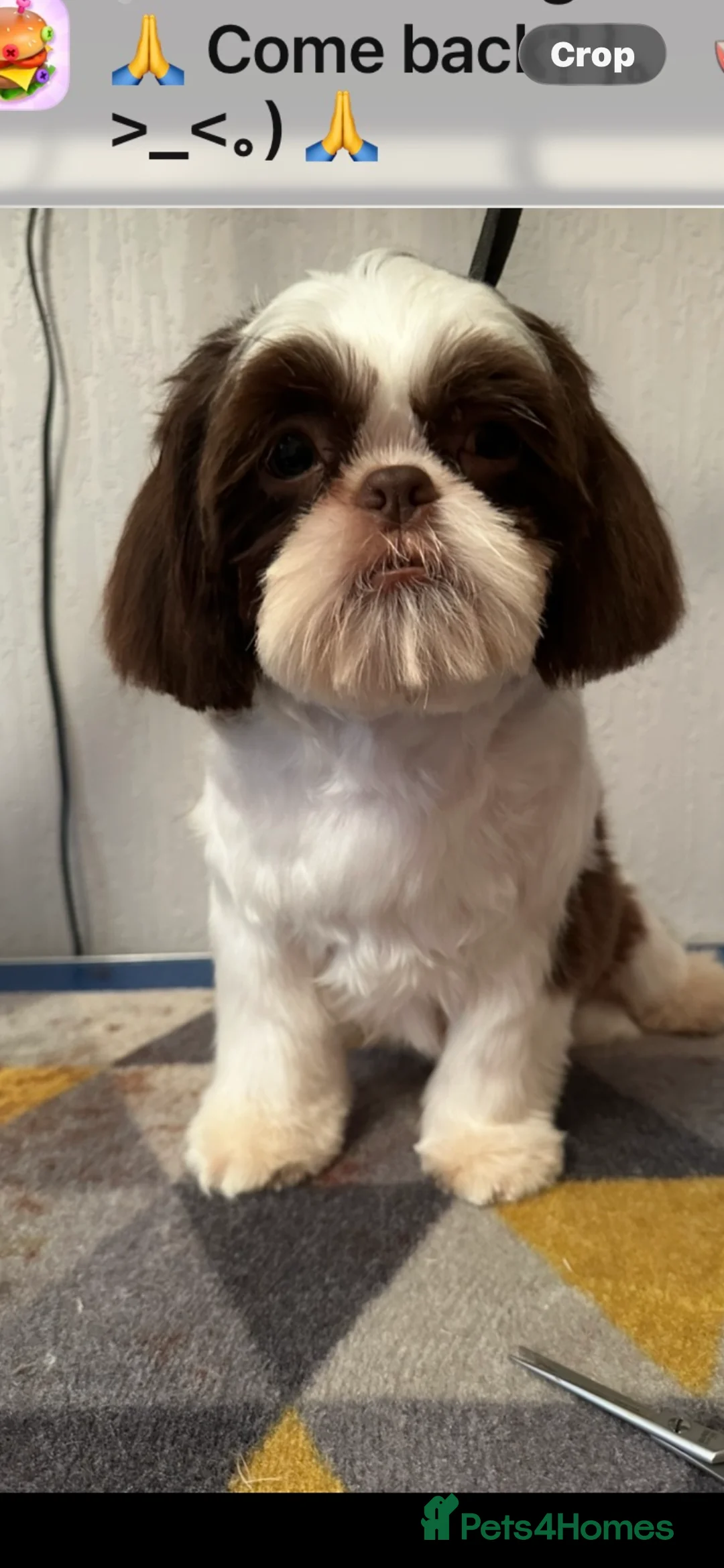 Shih Tzu dogs for sale: Cuddly boy x - Advert 2