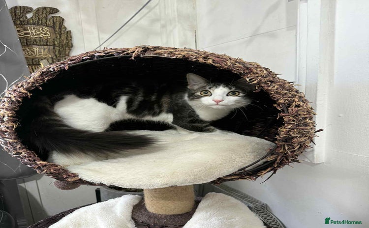 Mixed Breed cats - Advert 10