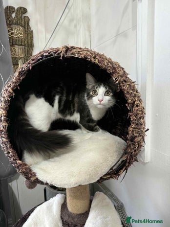 Mixed Breed cats - Advert 11