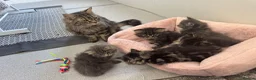 Maine Coon cats for sale: Maine coon x Persians kittens  - Advert 2