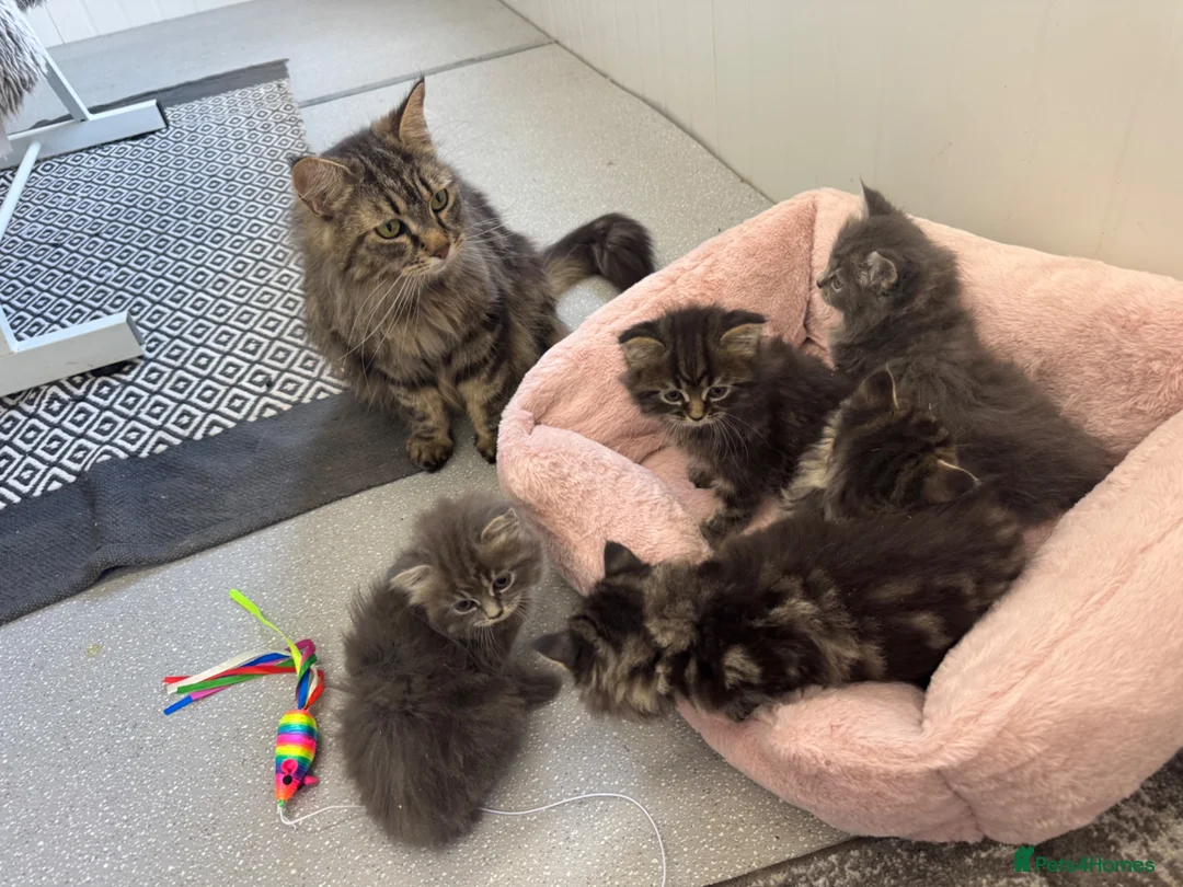 Maine Coon cats for sale: Maine coon x Persians kittens  - Advert 2