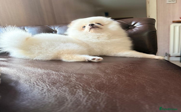 Pomeranian dogs - Advert 3