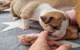 English Bull Terrier dogs for sale: English bull terrier puppies KC registered  - Image 3