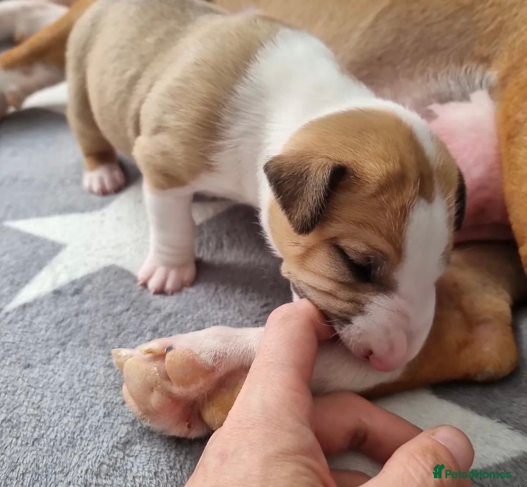 English Bull Terrier dogs for sale: English bull terrier puppies KC registered  - Image 3