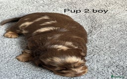 Dachshund dogs for sale: Miniature short haired Dapple dachshund puppies - Image 6
