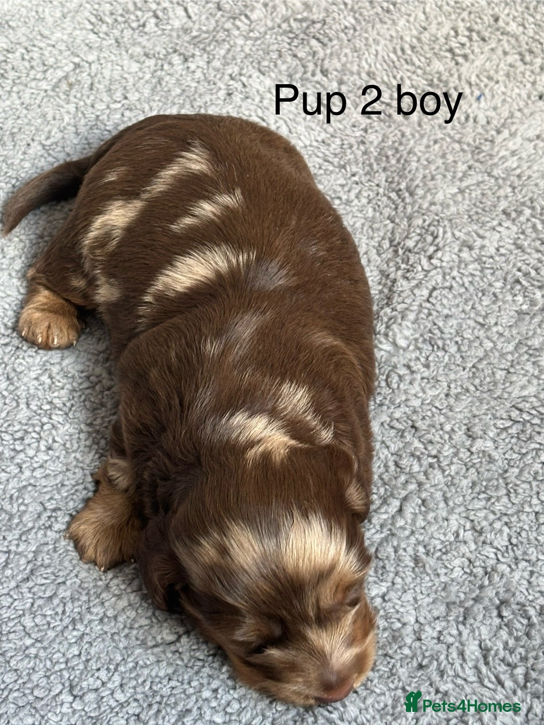 Dachshund dogs for sale: Miniature short haired Dapple dachshund puppies - Image 6