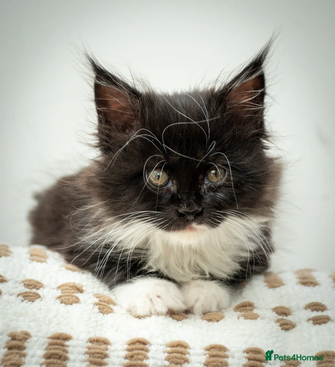 Maine Coon cats for sale: Stunning Maine Coon Kittens – Ready Now - Advert 19