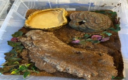 Snake reptiles for sale: Hognose Breeding Pair and Babies - Image 4