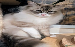 Siberian cats for sale: Loving young adult, Siberian Neva Masquerade  - Image 1