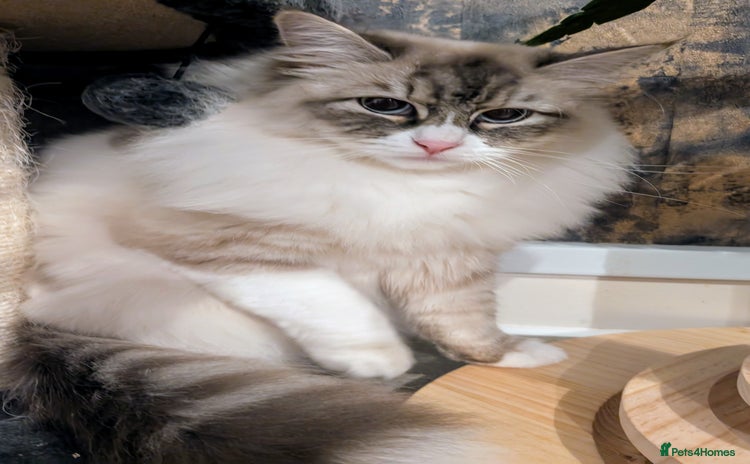 Siberian cats - Advert 1