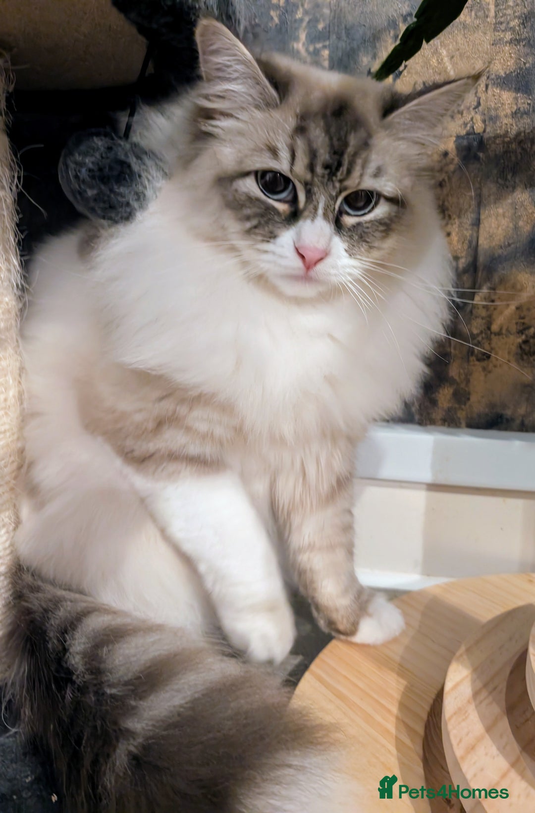 Siberian cats for sale: Loving young adult, Siberian Neva Masquerade  - Image 1
