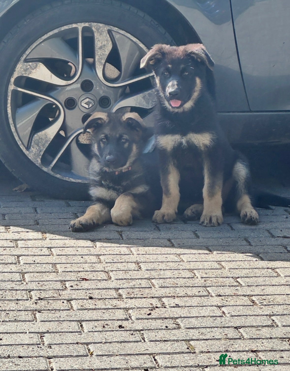 German Shepherd dogs  ONLY 2 GIRLS LEFT GERMAN SHEPHERD PUPPIES - Advert 1
