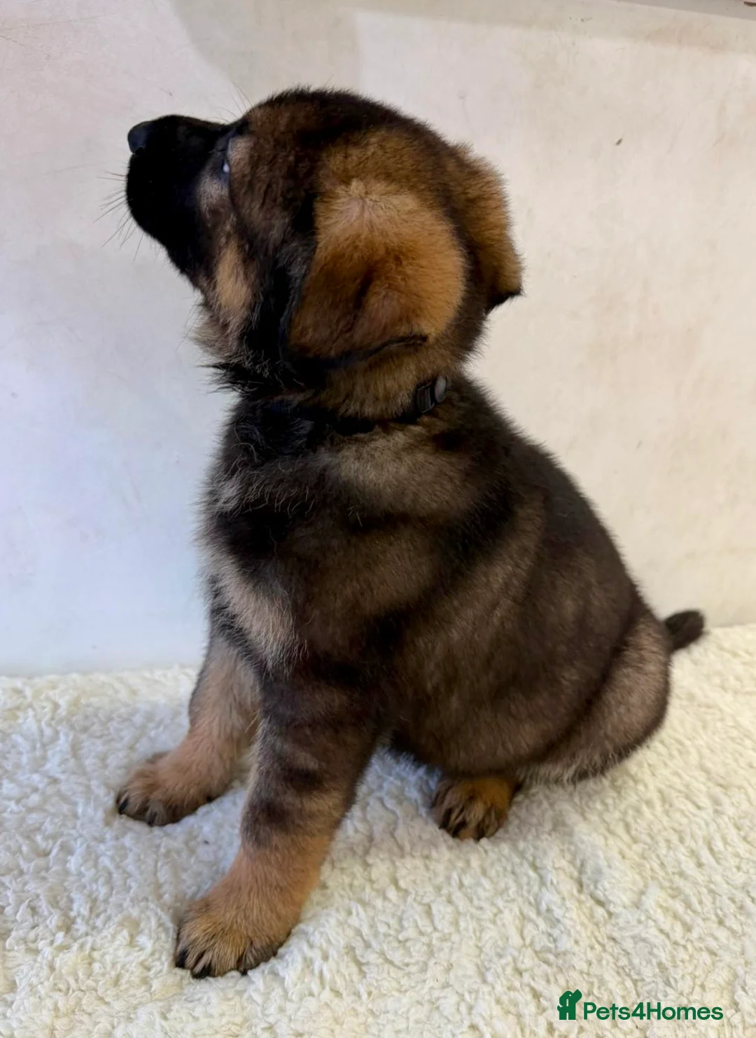 German Shepherd dogs for sale: DDR Working Line GSD Puppies Rare Working Lines - Advert 20