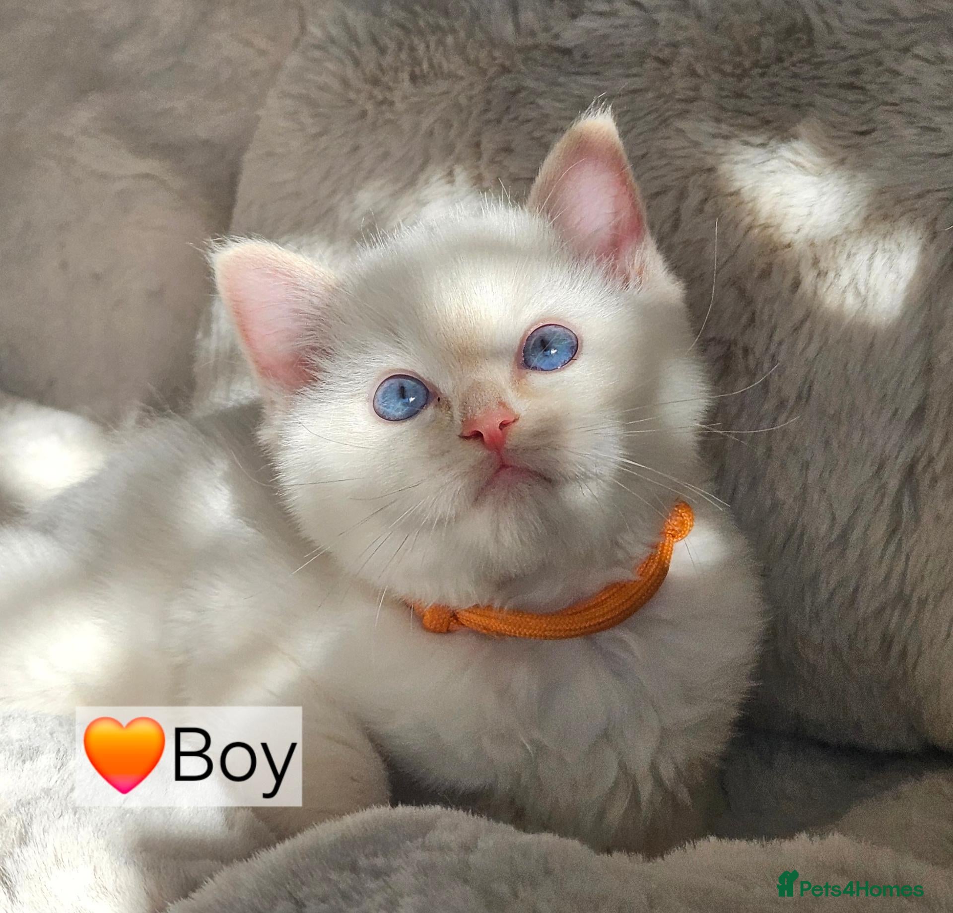 Ragdoll cats Pure Ragdoll Kittens Ready Leave Now  - Advert 2