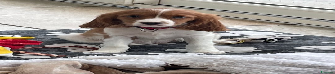 Cavalier King Charles Spaniel Puppy 4