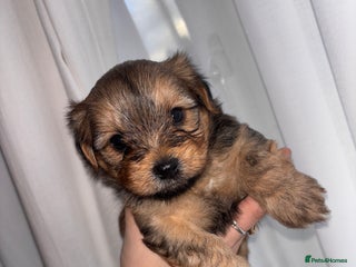 Yorkshire Terrier dogs Pedigree Yorkshire Terrier - Advert 1