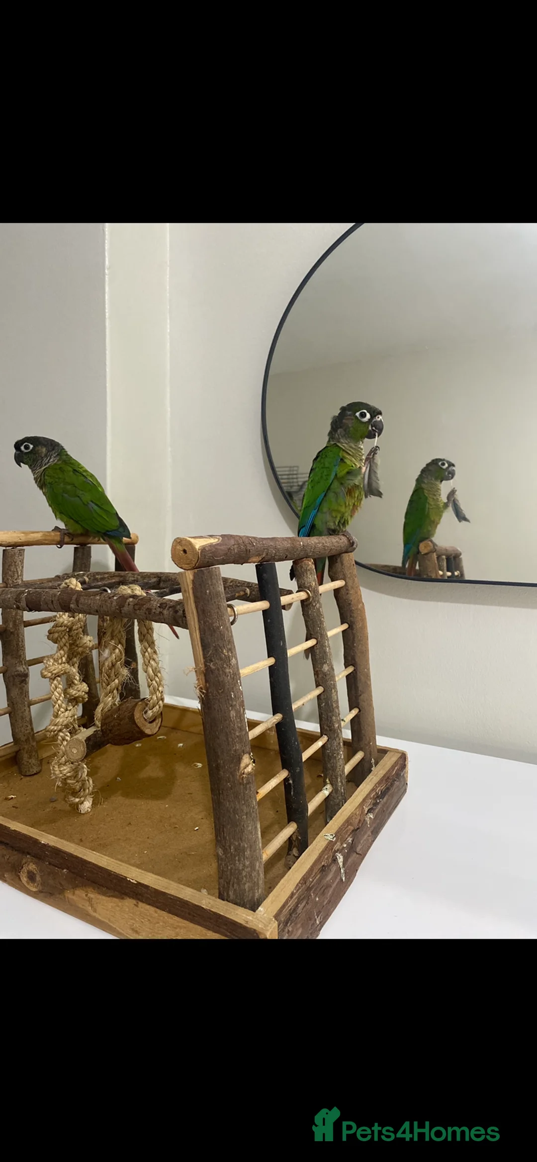 Conures birds for sale: Two semi-tame green cheek conures  - Advert 2