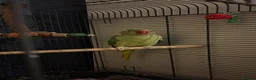 Parrots birds for sale: Alexandrine parrot in Birmingham - Advert 2