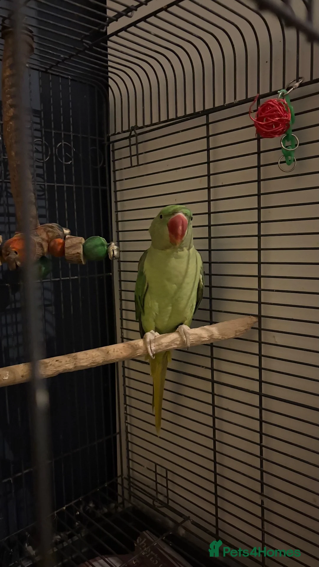 Parrots birds for sale: Alexandrine parrot in Birmingham - Advert 2