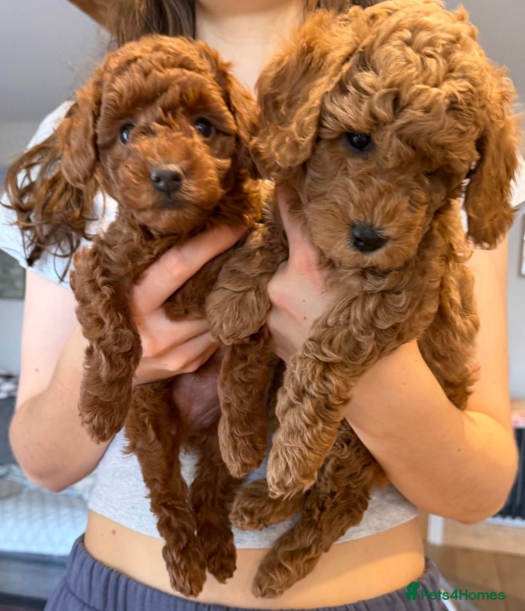 Miniature Poodle dogs Beautiful Red KC Registered Miniature Poodle Pups - Advert 16